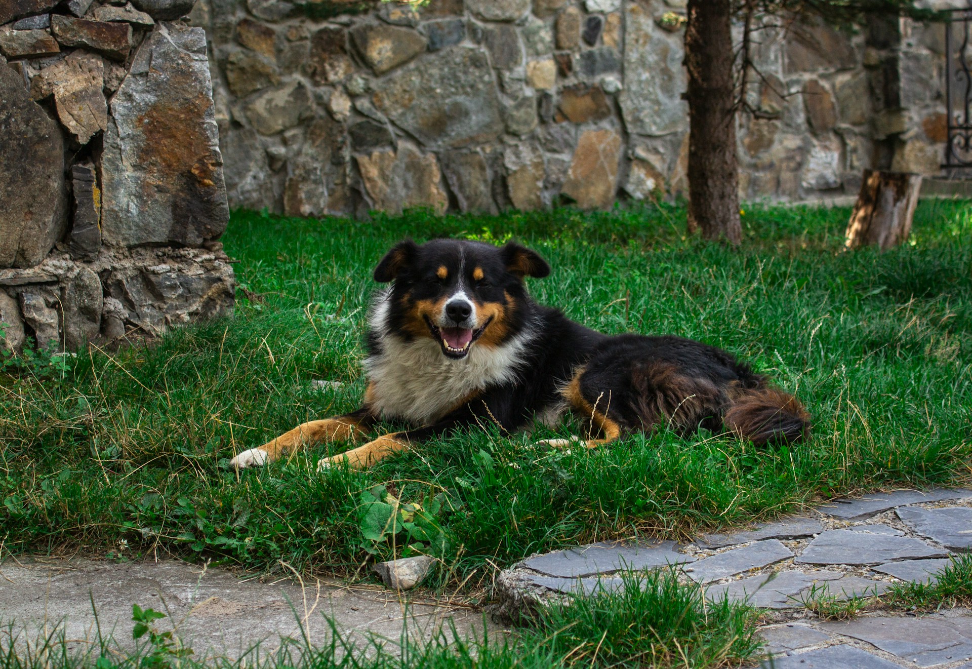 Dog lying on grass